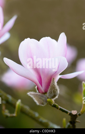 MAGNOLIA DENUDATA FORRESTS PINK Stockfoto