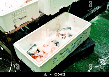 Billings Gate Fischmarkt 24.12.08 Stockfoto