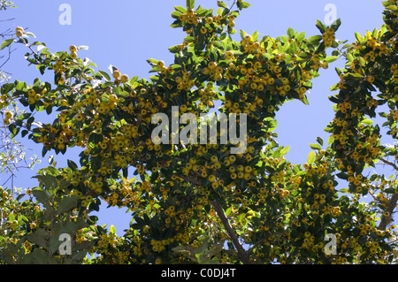 Tejocote Baum voller Früchte (Crataegus Mexicana) in Mexiko Stockfoto