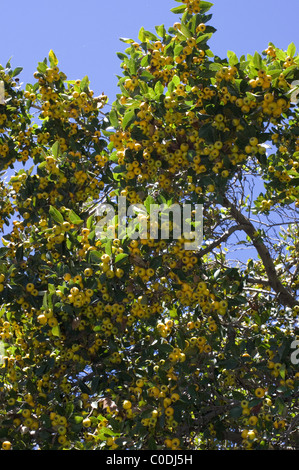 Tejocote Baum voller Früchte (Crataegus Mexicana) in Mexiko Stockfoto