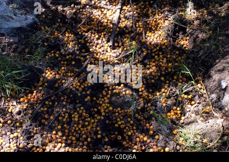 Erntereife Tejocote Frucht (Crataegus Mexicana) vor Ort in Mexiko Stockfoto