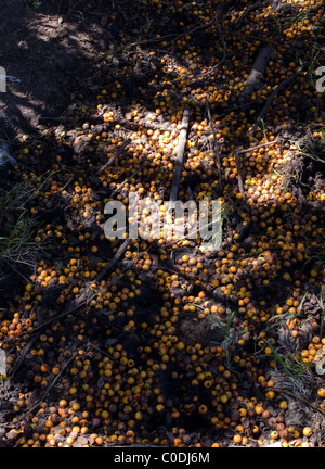 Erntereife Tejocote Frucht (Crataegus Mexicana) vor Ort in Mexiko Stockfoto