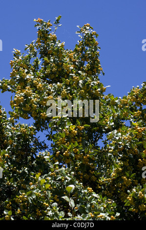 Tejocote Äste voller Früchte (Crataegus Mexicana) in Mexiko Stockfoto