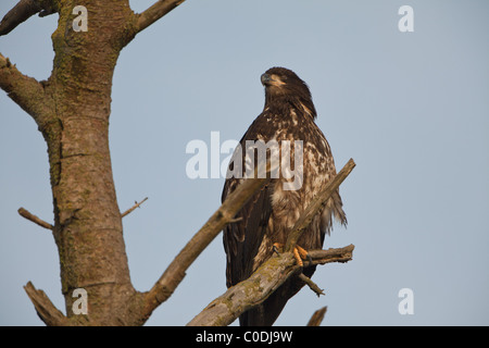 Ein junger Weißkopfseeadler sitzt auf einem Ast festhalten mit seinen scharfen Krallen, ist dieses weit weg in der Ferne suchen Stockfoto