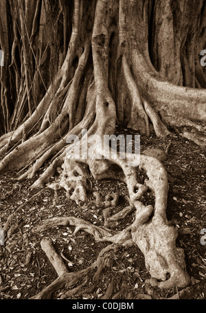 Banyan Baum Wurzeln, Pipiwai Trail, Haleakala National Park Kipahulu District, Hana Küste, Maui, Hawaii. Stockfoto