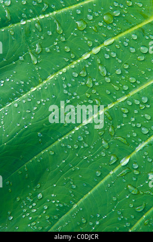 Regentropfen auf Taro Blatt; Hana Küste, Maui, Hawaii. Stockfoto