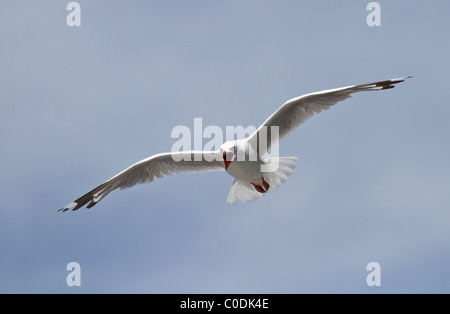 Rot-billed Gull (Larus Novaehollandiae Scopulinus) im Flug und Berufung Stockfoto