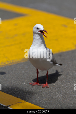 Rot-billed Gull (Larus Novaehollandiae Scopulinus) stehend auf einer gelb gestrichenen Straße Stockfoto