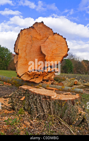 Schnittholz / gefällten Weide Baumstamm - Frankreich. Stockfoto