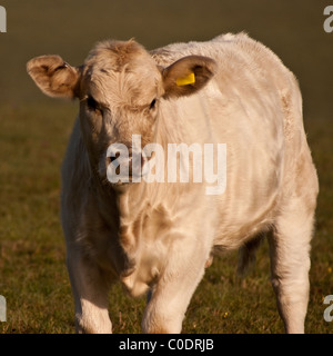 Eine Kreuzung Kalb Stockfoto