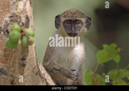 Green Monkey oder Callithrix Affe (Chlorocebus Sabaeus) Stockfoto