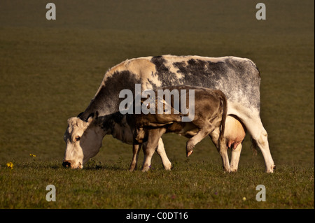 Mutter und Kalb Stockfoto