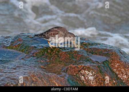 Meerstrandläufer (Calidris Maritima) Fütterung auf Felsen am Ufer, März Colwyn Bay, North Wales, UK, 2010 3654 Stockfoto