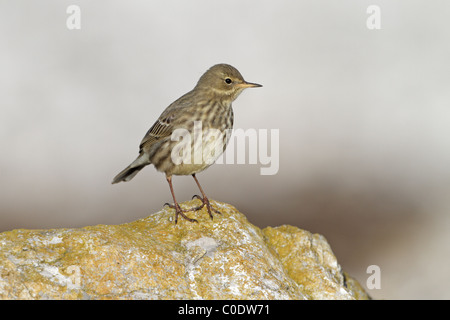 Rock-Pieper (Anthus Petrosus) thront auf Felsen am Strand, Küste von Nordwales, UK, Dezember 2009 Stockfoto