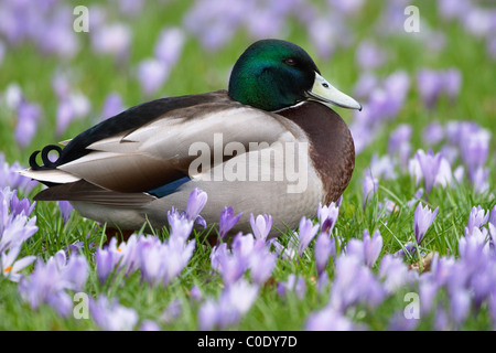 Stockente / Anas Platyrhynchos Stockfoto