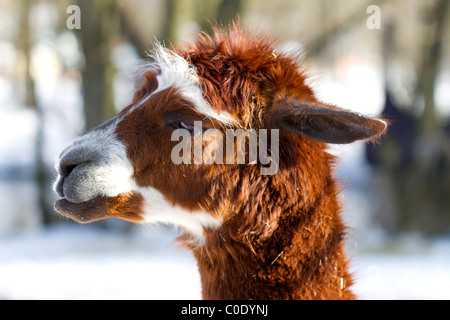 Young-Calico-Lama-Alpaka Gesicht Close Up Stockfoto