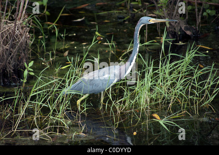 Dreifarbigen Reiher, Egretta Tricolor, Inner Bucht am Pelican Bay Naples Florida USA Stockfoto