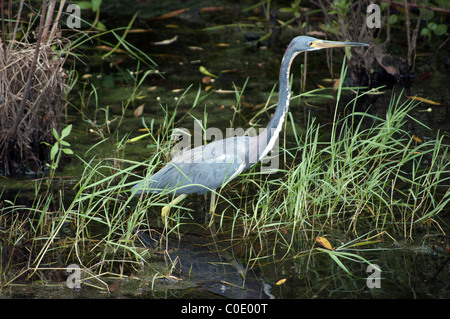 Dreifarbigen Reiher, Egretta Tricolor, Inner Bucht am Pelican Bay Naples Florida USA Stockfoto