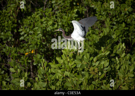 Dreifarbigen Reiher, Egretta Trikolore fliegt an der inneren Bucht am Pelican Bay Naples Florida USA Stockfoto