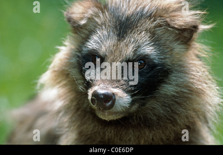 / Marderhund nyctereutes procyonoides Stockfoto