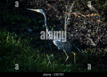 Dreifarbigen Reiher, Egretta Tricolor, Inner Bucht am Pelican Bay Naples Florida USA Stockfoto