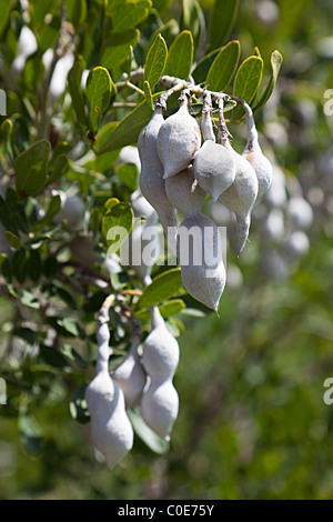 Mescal Bohne Pod Sophora Secundiflora gebürtig aus Südwesten der USA Stockfoto