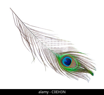 Peacock Plume isoliert auf weiss Stockfoto