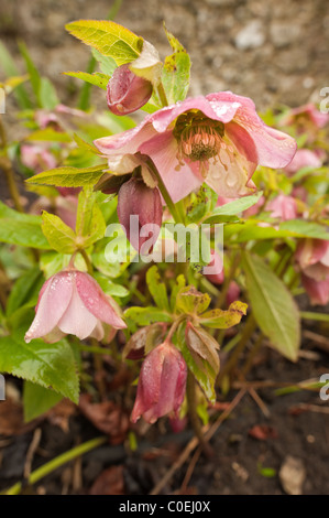 Nieswurz Blüte Blüte im Regen Tropfen, immergrüne und laubabwerfende Staude beschichtet Stockfoto