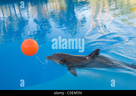 Delphin mit Orange Ball spielen Stockfoto