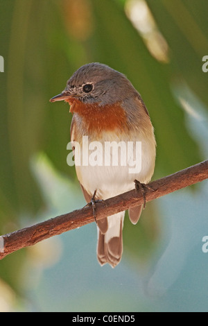 Männliche Red-breasted Fliegenschnäpper (Ficedula Parva) thront auf einem Ast eines Baumes, in Gujarat, Indien Stockfoto