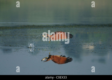 Ein Brahminy Kite (Haliastur Indus), auch bekannt als der Red-backed Adler, mit einer Kralle in den Backwaters von einem Fluss angeln. Stockfoto