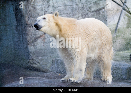 Ein Eisbär (Ursus Maritimus) im Zoo Kopenhagen in Dänemark schüttelt etwas Wasser nach dem Schwimmen. Stockfoto