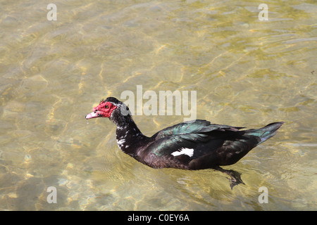 Barbarie-Ente (Barbarie-Ente) in freier Wildbahn Stockfoto