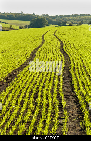 Winterweizen UK Stockfoto