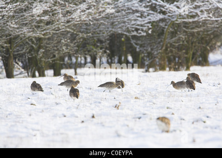 Eurasische Brachvogel Numenius Arquata Herde auf Nahrungssuche in tief verschneiten Feld Snettisham, Norfolk im Dezember. Stockfoto