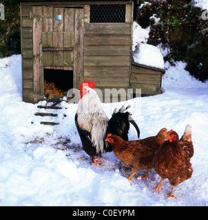 Hahnhuhn zwei Hühner, die vor einem hölzernen Hühnerstall im Winterschnee in Carmarthenshire Wales, Großbritannien, DEN Boden kratzen KATHY DEWITT Stockfoto