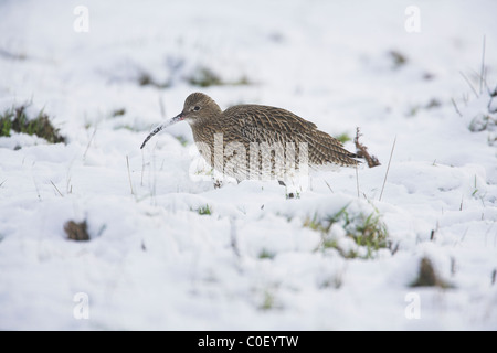 Eurasische Brachvogel Numenius Arquata Nahrungssuche in tief verschneiten Feld Snettisham, Norfolk im Dezember. Stockfoto