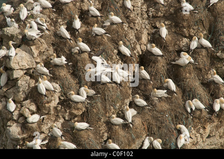 Gannett (Phoca vitulina) Kolonie auf den Felsen und Klippen an Bempton Cliffs, Yorkshire, Großbritannien. Juni. Stockfoto