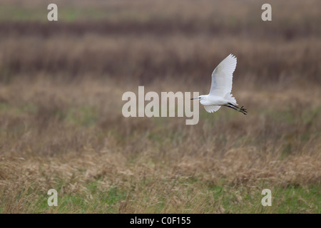 Kleiner Reiher Egretta Garzetta über Salzwiesen am Parkgate, Merseyside im Februar fliegen. Stockfoto