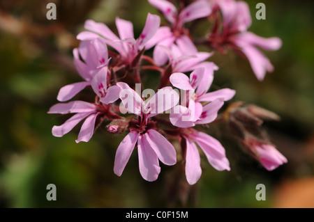 Duftenden Pelargonien "Deerwood wahrscheinlich Lass" Stockfoto