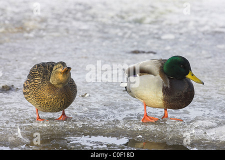 Stockente Anas Platyrhynchos paar stehen am Rand des gefrorenen Pool im Welney, Norfolk im November. Stockfoto