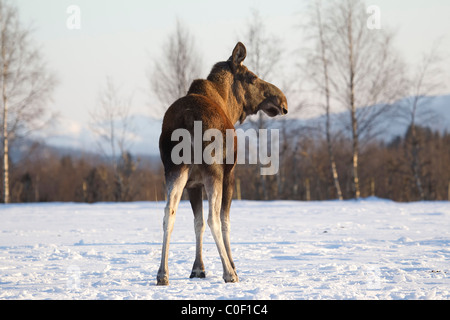 Eurasischen Elch-Alces Alces im Winter schneit in Norwegen bekannt als Elche in Nordamerika Stockfoto