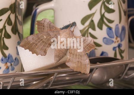 Pappel Hawk-moth (laothoe populi) gefunden im Innenbereich auf Waschbecken und Wanne Topfreiniger. Sussex, UK. Juli. Stockfoto