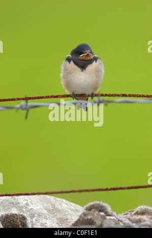 Baby schlucken (Hirundo Rustica) auf Stacheldrahtzaun, Sommer, Yorkshire, UK Stockfoto