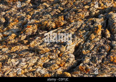 Detail der Dünen. Stockfoto