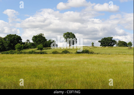 Schöne Aussicht auf die Wiese auf eine Sommerzeit Stockfoto