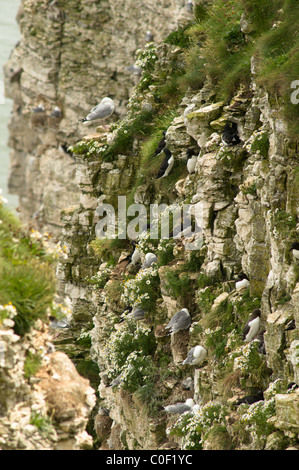 Bempton Cliffs, seabird Nistplatz. Yorkshire, UK. dreizehenmöwe (rissa tridactyla), Tordalk (Alca torda) an Nestern. Juni. Stockfoto