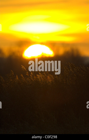 Sonnenuntergang hinter Röhrichten an Welney WWT, Norfolk im November. Stockfoto