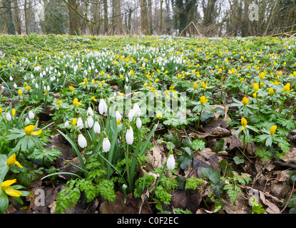 Aconitum und Schneeglöckchen Blüten auf den Wald Boden im Februar. Stockfoto