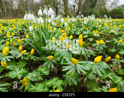 Aconitum und Schneeglöckchen Blüten auf den Wald Boden im Februar. Stockfoto